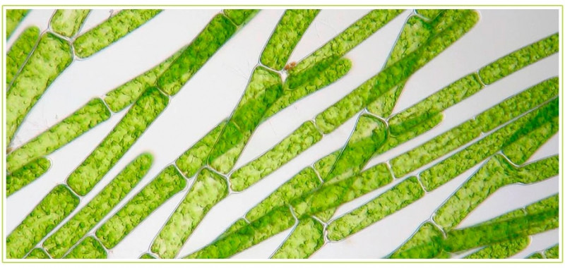 Нитчатые водоросли оказались пригодны для создания лекарств и косметики