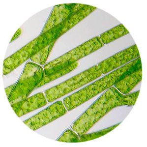 Нитчатые водоросли оказались пригодны для создания лекарств и косметики