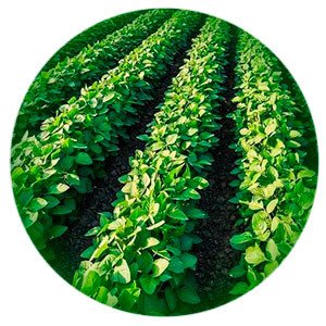 Китайская компания открыла на границе с РФ завод по переработке российской сои