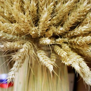 В 2019 году освоение госпрограммы развития АПК составило 97,9%